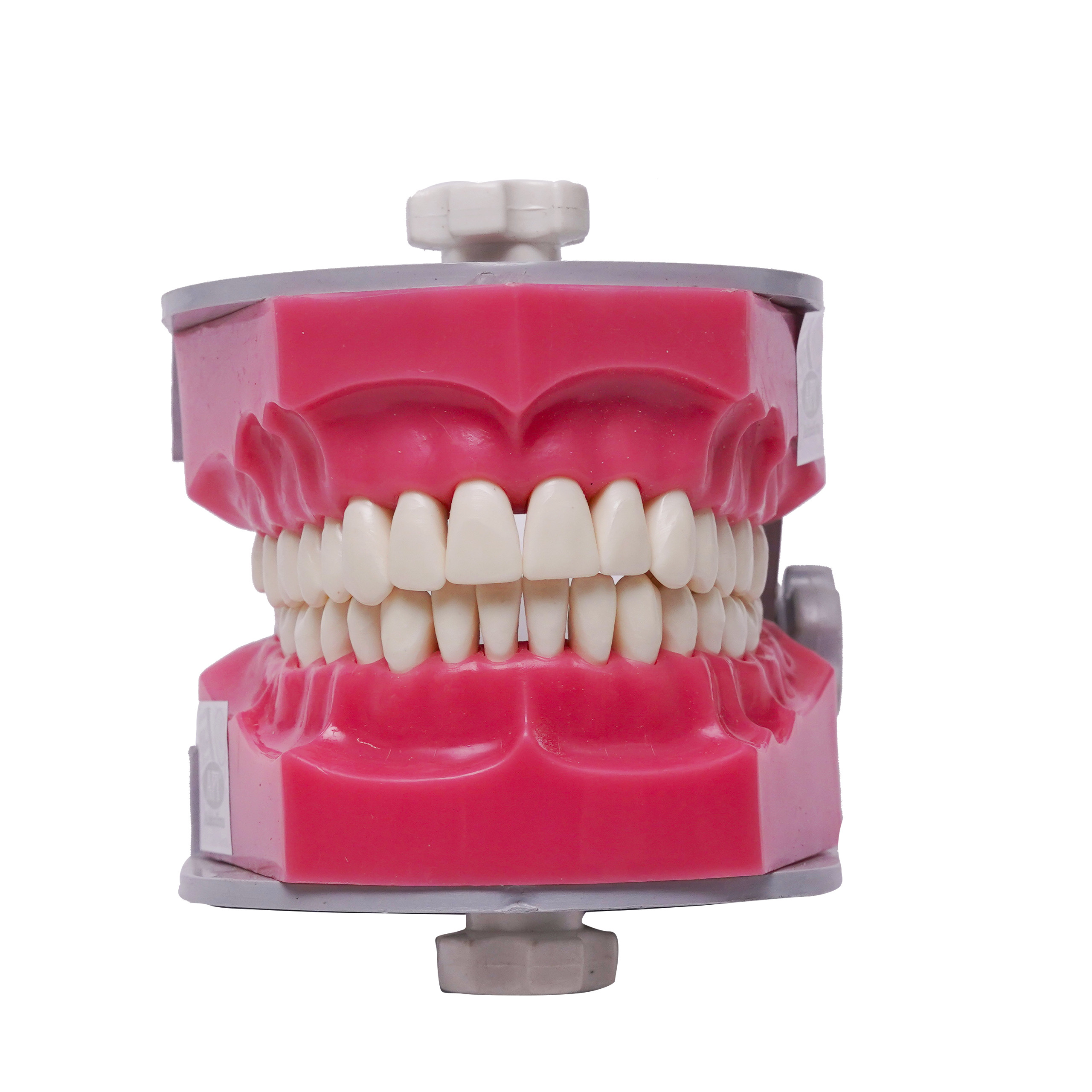 API Dental Study Model Typho With Jaw Set